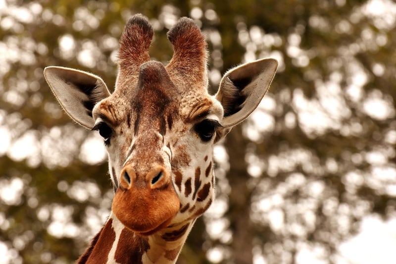 Wildlife Mentor Image