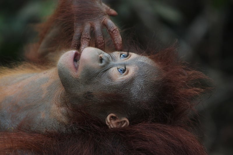 Borneo Rainforest, Malaysia