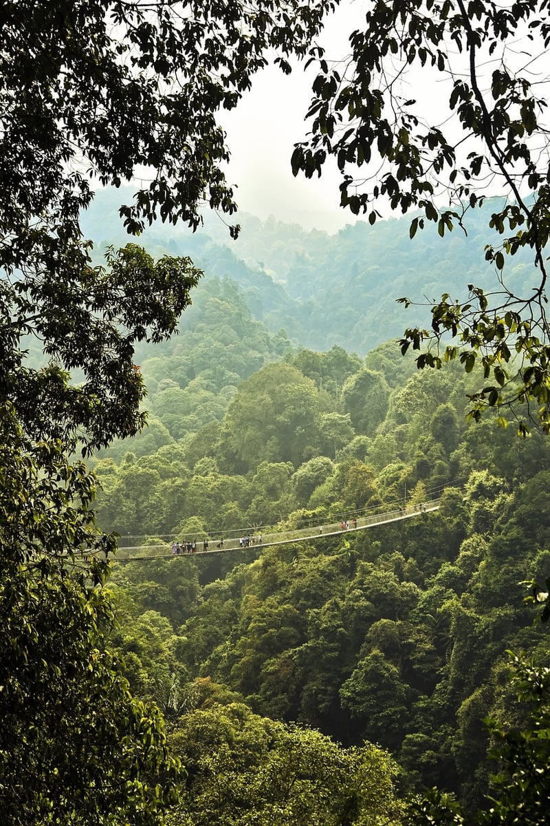 Sumatra Rainforest, Indonesia